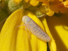 Neoaliturus tenellus