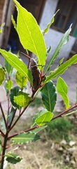 Schistocerca flavofasciata