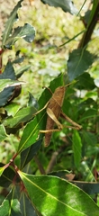 Schistocerca flavofasciata