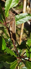 Schistocerca flavofasciata