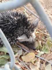 Paraechinus aethiopicus