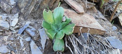 Dudleya pulverulenta