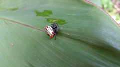 Gasteracantha cancriformis