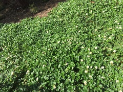 Fragaria