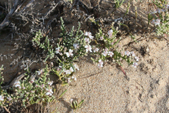 Olearia lepidophylla