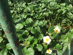 Fragaria