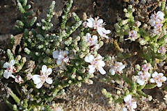 Olearia lepidophylla