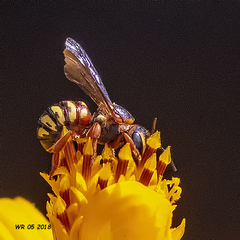 Dianthidium curvatum