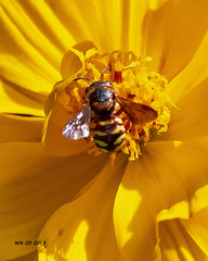 Dianthidium curvatum