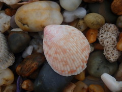 Acrosterigma kerslakae