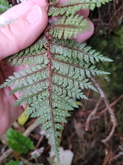 Polystichum oculatum