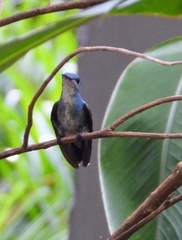 Chrysuronia coeruleogularis