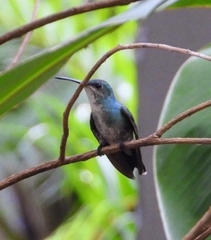 Chrysuronia coeruleogularis