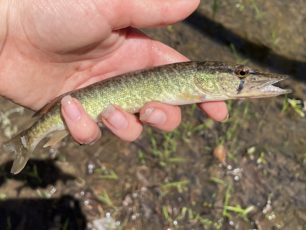 Grass Pickerel from Tennessee Colony, TX, US on April 06, 2022 at 0107