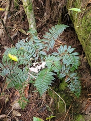 Polystichum oculatum