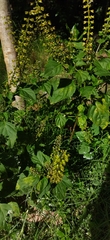 Ocimum carnosum