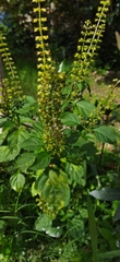 Ocimum carnosum