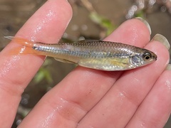 Notropis texanus