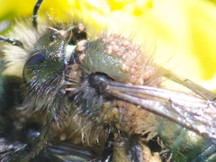 Chaetodactylus krombeini