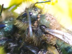 Chaetodactylus krombeini