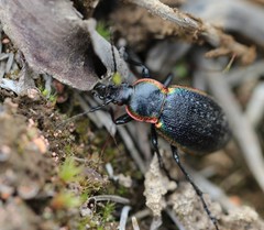 Carabus macleayi