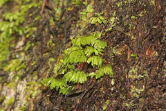 Hymenophyllum cupressiforme