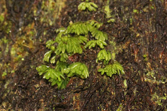 Hymenophyllum cupressiforme