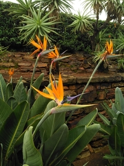 Strelitzia