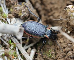 Carabus macleayi