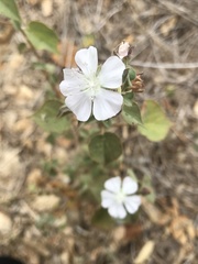 Bastardiastrum gracile