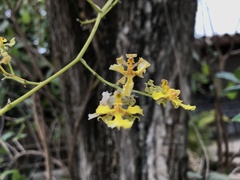Trichocentrum leptotifolium