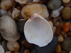 Acrosterigma kerslakae