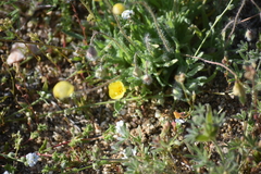 Platystemon californicus