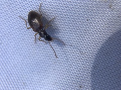 Oxypselaphus obscurus