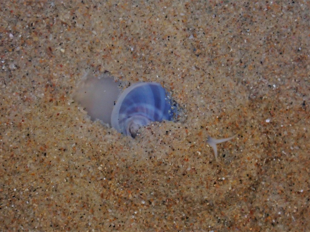 Conuber incei from Wenonah Head, New South Wales, Australia on April 06