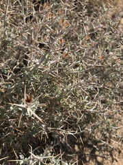 Tetradymia