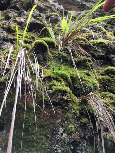 Elaphoglossum skottsbergii observed 2017-08-17