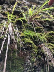 Elaphoglossum skottsbergii