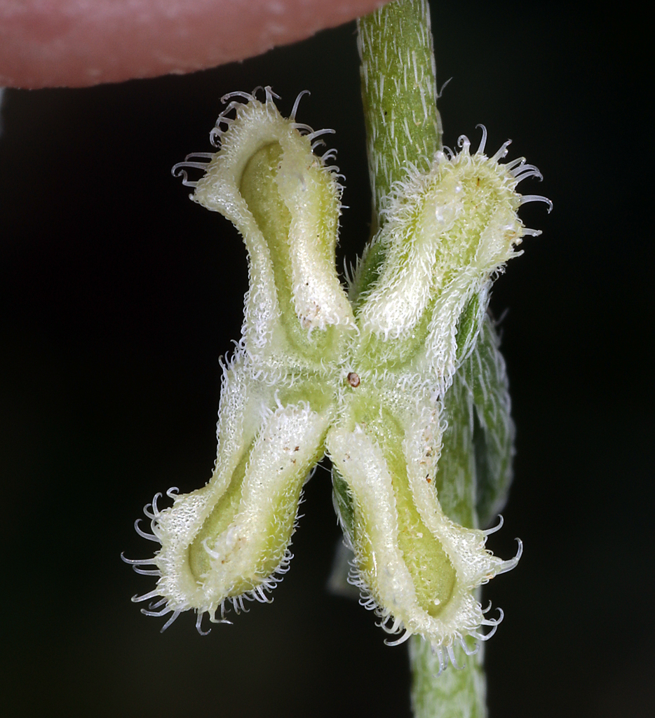 sleeping combseed (Pectocarya penicillata) - Botanical Realm