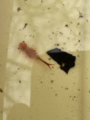 Eubranchipus vernalis