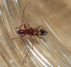 Coptocercus aberrans