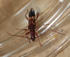 Coptocercus aberrans