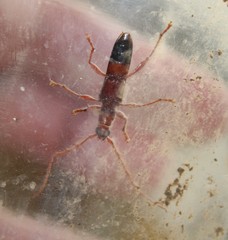 Coptocercus aberrans