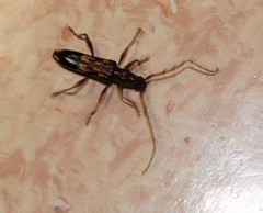 Coptocercus aberrans