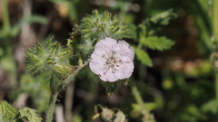Phacelia cicutaria hispida