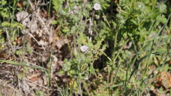 Phacelia cicutaria hispida