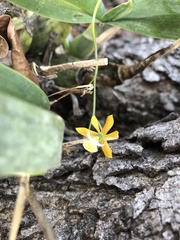 Prosthechea concolor