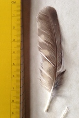 Aegolius acadicus brooksi