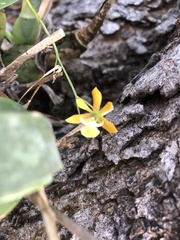 Prosthechea concolor