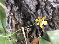 Prosthechea concolor